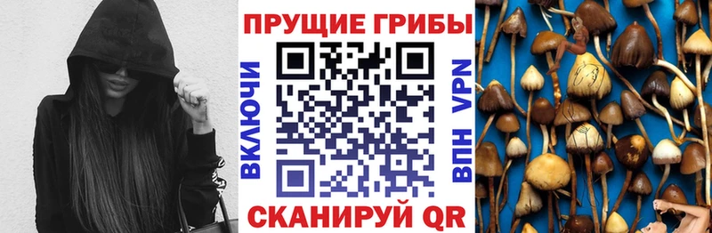 Галлюциногенные грибы прущие грибы  Западная Двина 